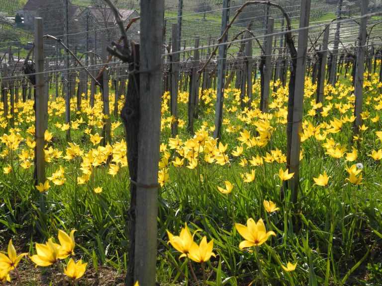 Der frühe Winzer fängt die Weinberg-Tulpe